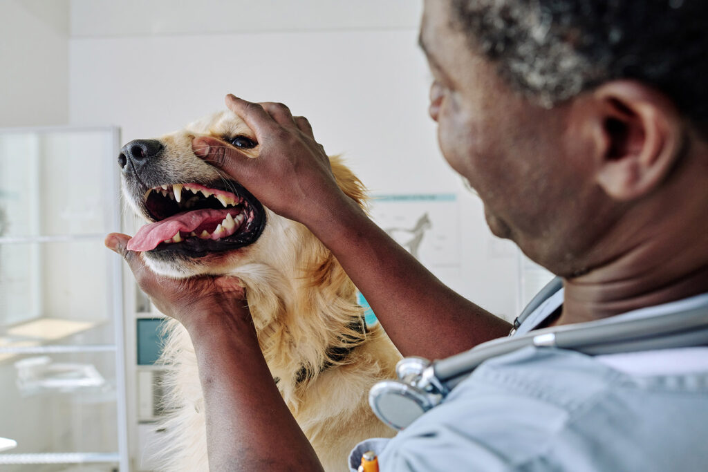 Vet examining teeth of dog during medical exam