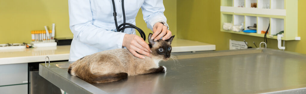 Woman veterinary ausculting cat with stethoscope at clinic