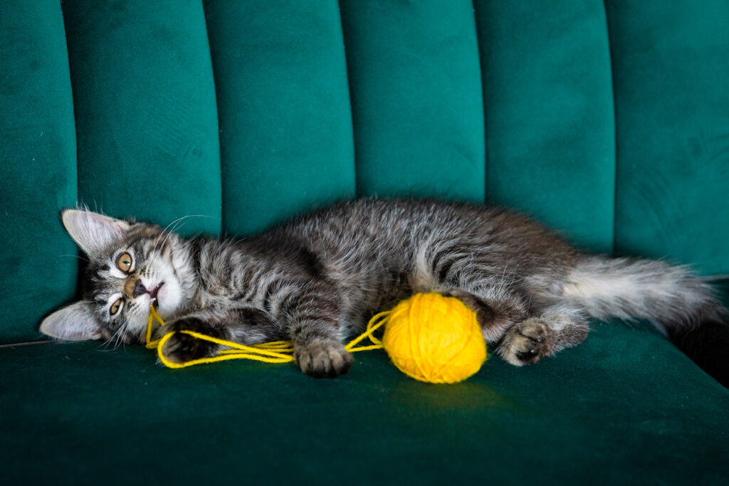 kitten plays with a ball of thread